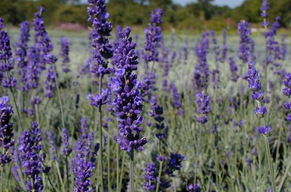 lavanda Lavanda en flor