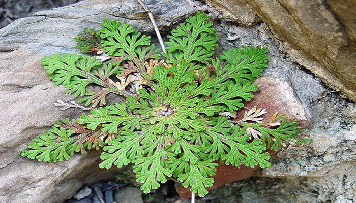 Plantas autótrofas