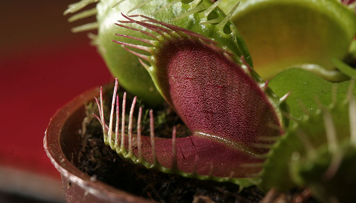 plantas carnívoras