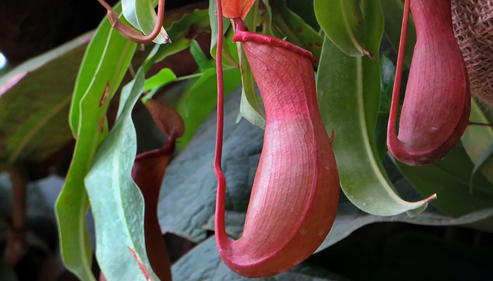 Nepenthes