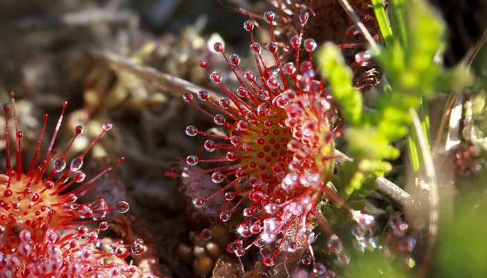 planta carnívora