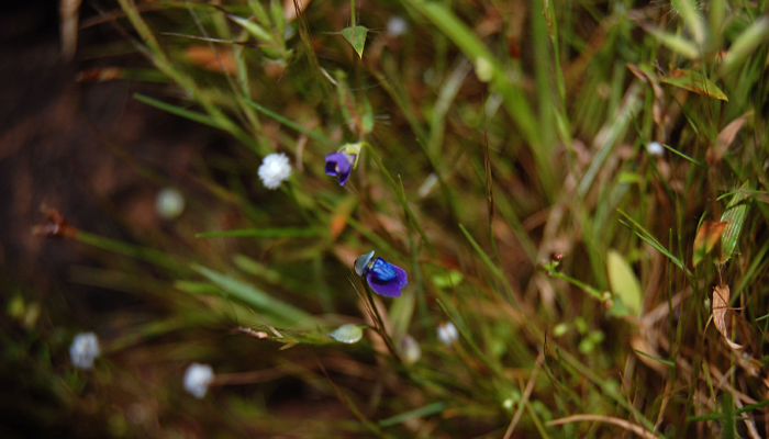 Utricularia graminifolia