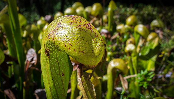 Darlingtonia californica