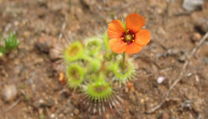 Drosera glanduligera