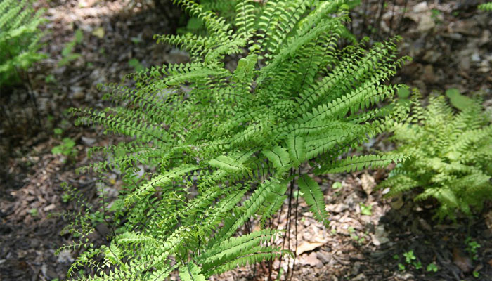 El helecho de pelo solitario (Adiantum)