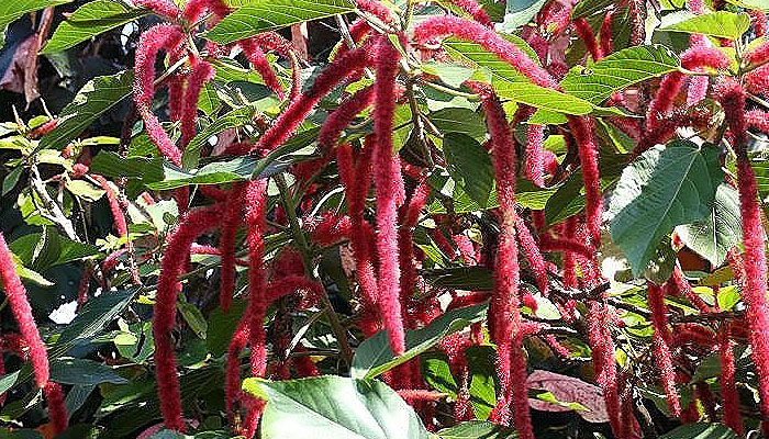 Acalypha hispida