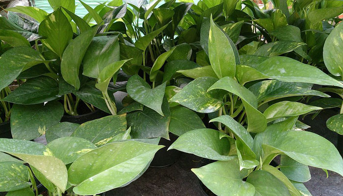 Pothos de Oro (Epipremnum Aureum)