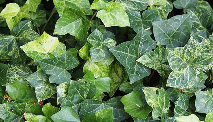 Hiedra inglesa (Hedera helix)