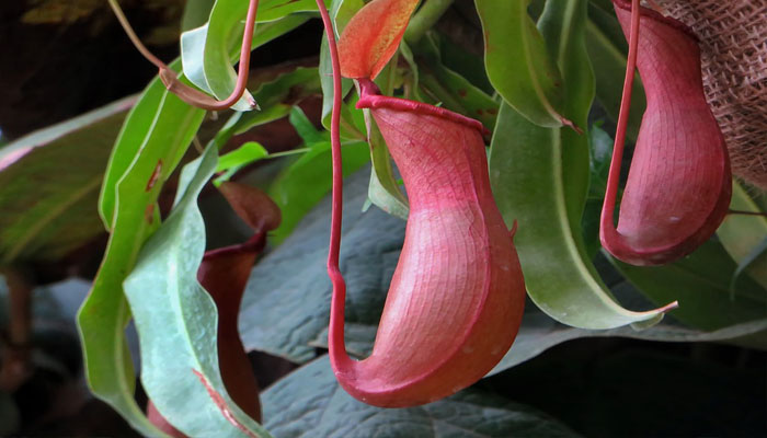 Planta Jarra (Nepenthes)