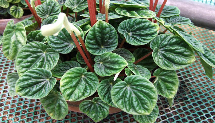 Peperomia ondulada (Peperomia Caperata)