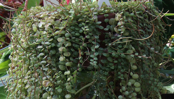  Jade rastrero (Peperomia rotundifolia)