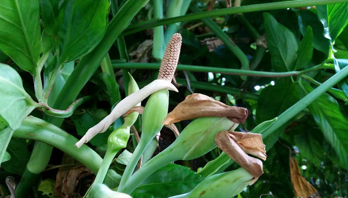 Syngonium podophyllum