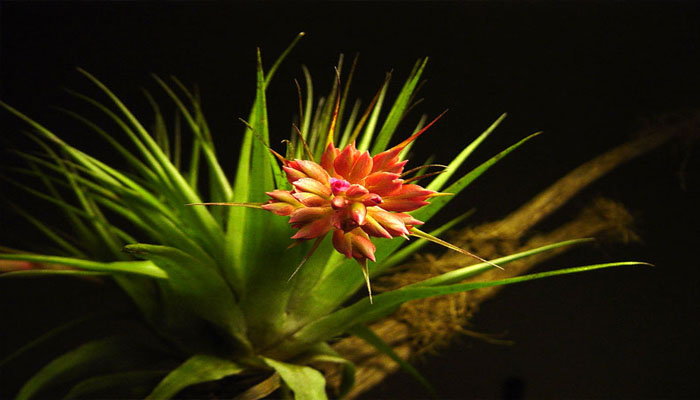 Tillandsia geminiflora