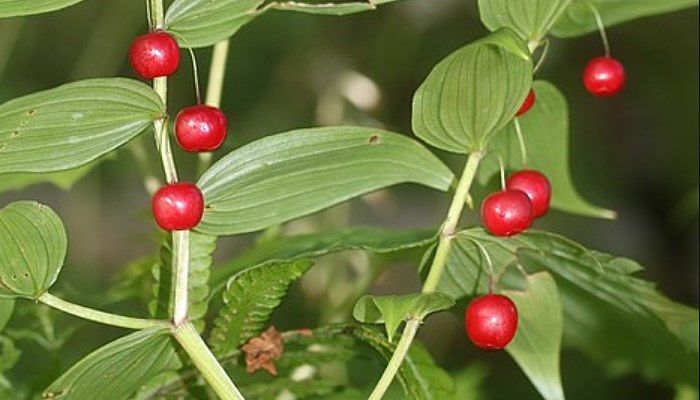 bolitas rojas