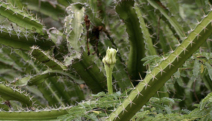 planta espinoza