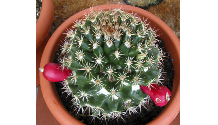 Top 12 Plantas Frutales, Tropicales Con
Espinas