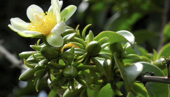 plantas con espinos