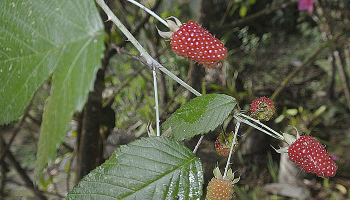 Plantas con frutas y espinas