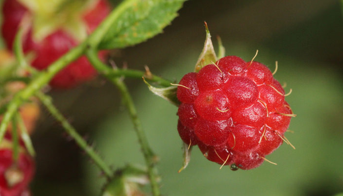 Rubus Idaeus fruto con espinas