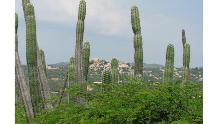 cactus con frutas