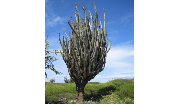 cactus arbóreo con espinas