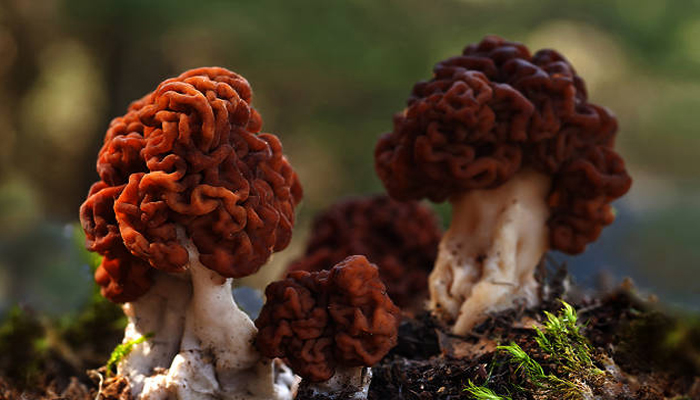 El hongo cerebral (Gyromitra esculenta)