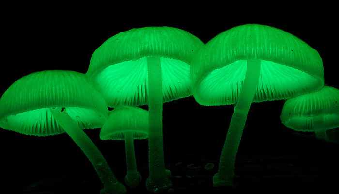 Hongos Que Brillan En La Oscuridad (Mycena Chlorophos)