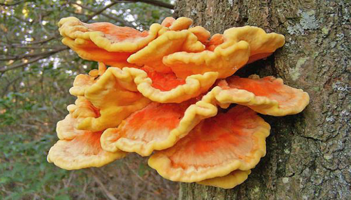 Pollo De Los Bosques (Laetiporus Sulphureus)