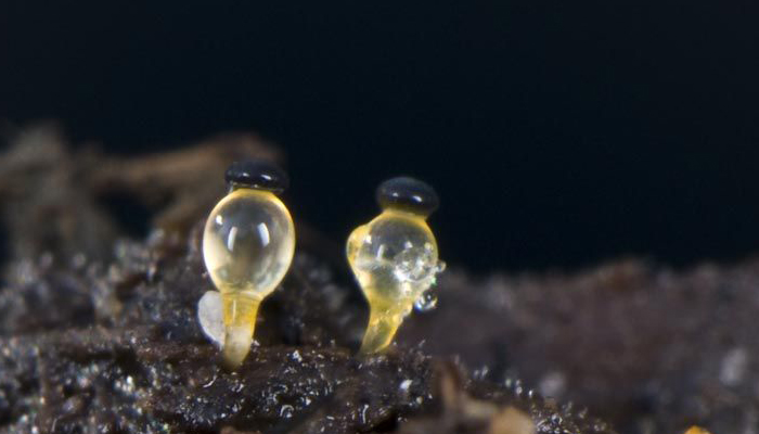 Cañón De Estiércol (Pilobolus Crystallinus)