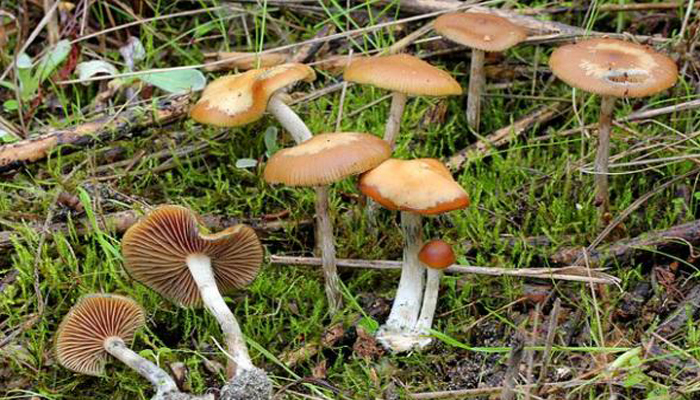 Hongos Mágicos Con Tapas Onduladas (Psilocybe Cyanescens)