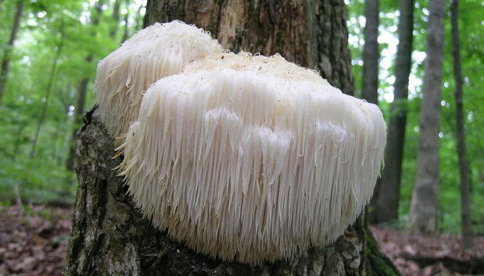 Seta de diente barbudo (Hericium erinaceus)