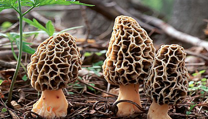 Morchella esculenta