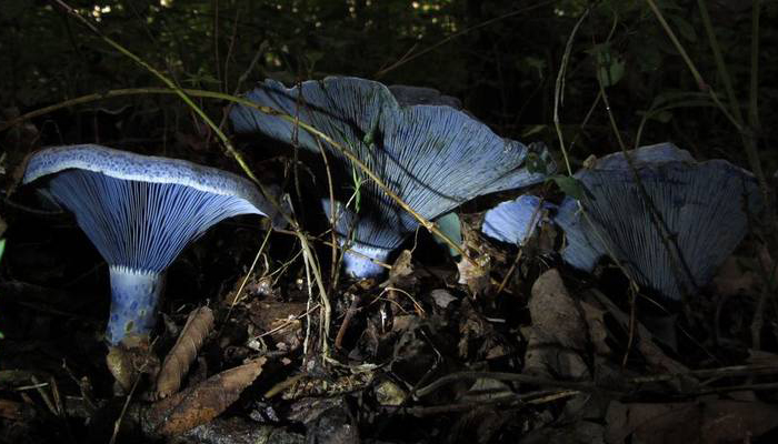 Tapa de leche de añil (Lactarius indigo)