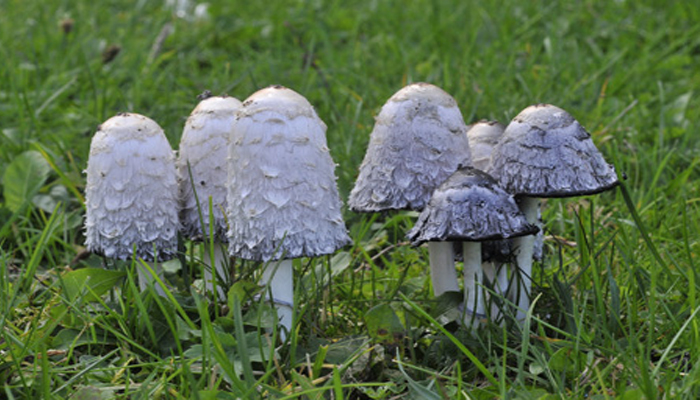 Coprinus comatus