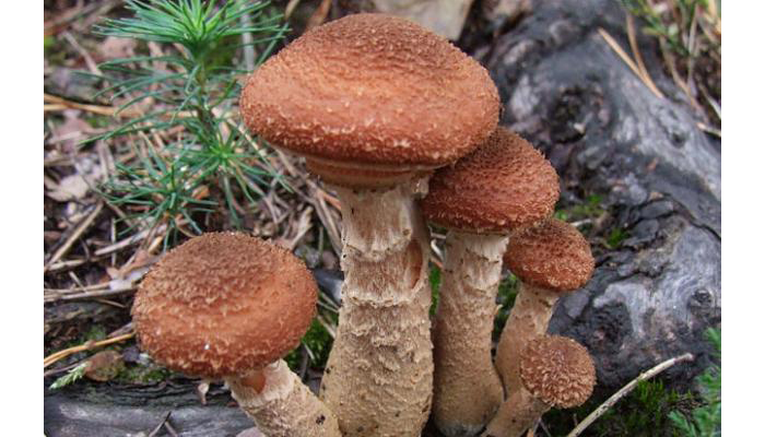 Hongo Mísero (Armillaria Ostoyae)