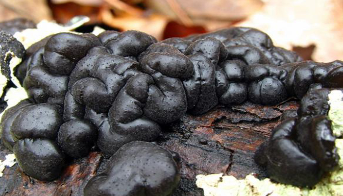 Mantequilla De Bruja Negra (Exidia Glandulosa