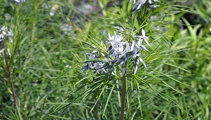 Amsonia hubrichtii