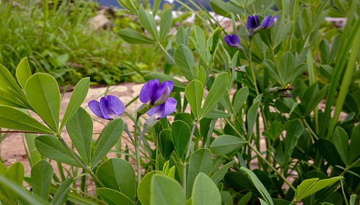 Baptisia australis 