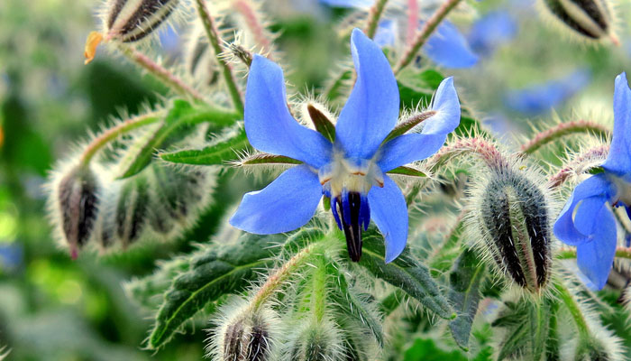 Borago officinalis