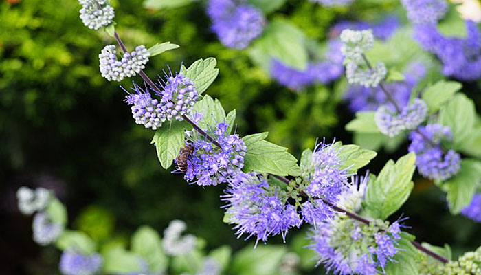 Neblina Azul (Caryopteris x clandonensis)