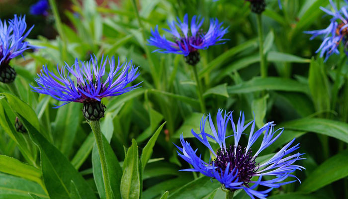 Centaurea cyanus