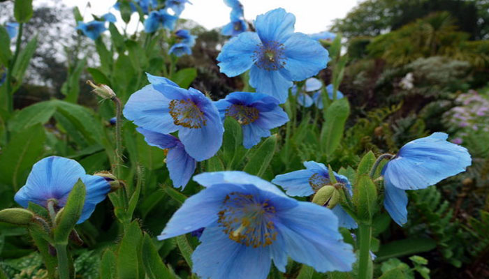 Meconopsis grandis