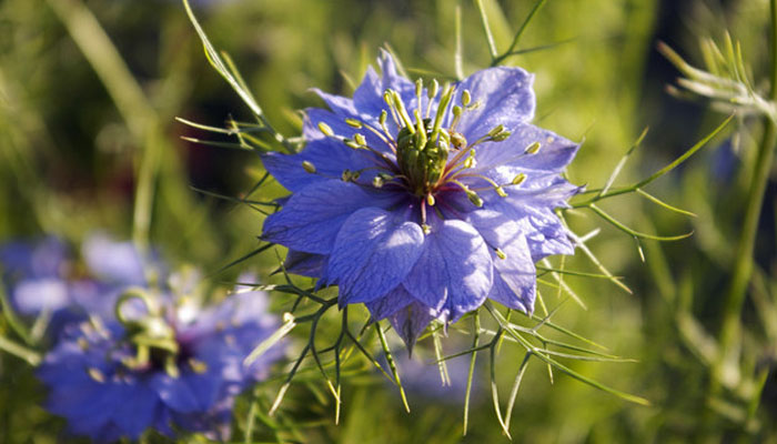 Nigella damascena