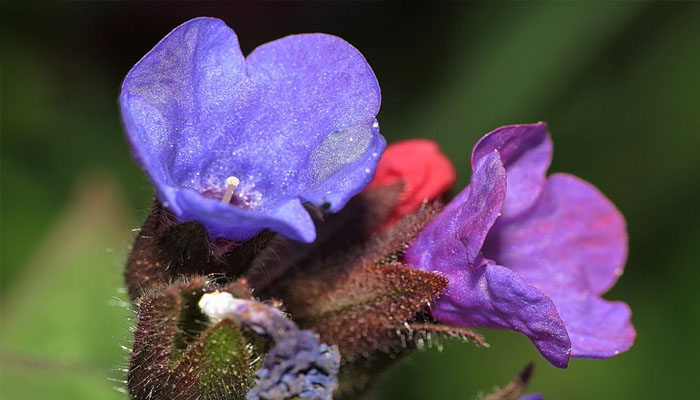 Pulmonaria officinalis