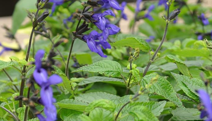 Salvia guaranitica