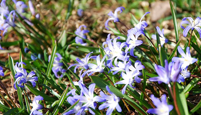 Scilla sibirica