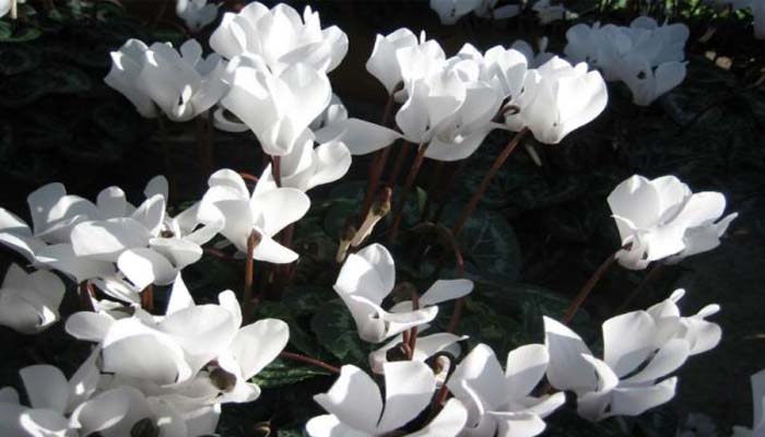 Ciclamen de flor blanca