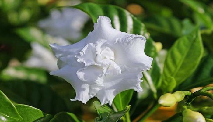 gardenias blancas