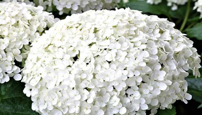 hortensias flores blancas