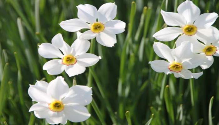 Narcisos blancos